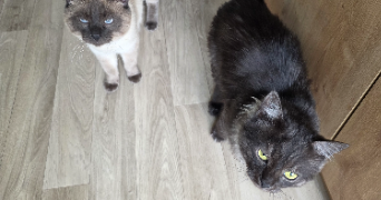 thiphanie pet sitter à MERIGNAC 33700_2