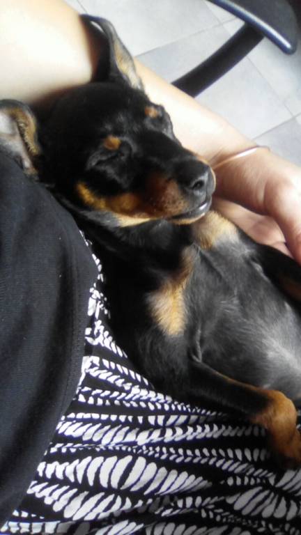 elyna pet sitter à Montelimar 26200_1