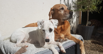 aurore pet sitter à ST PRIVAT 19220_2