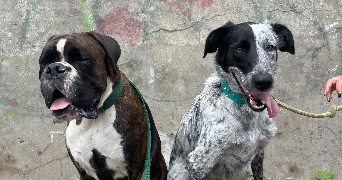 clara pet sitter à LYON 03 69003_4