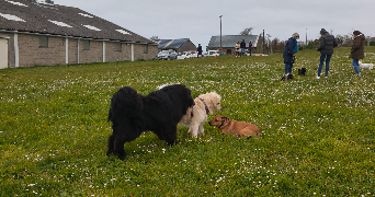 Mélodie pet sitter à Ploumoguer 29810_6