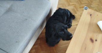 virginie pet sitter à TRESBOEUF 35320_9