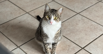 alyssia pet sitter à LEVALLOIS PERRET 92300_4