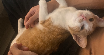 leonie pet sitter à LA ROCHELLE 17000_0