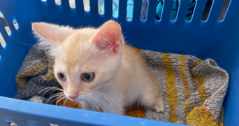 téani pet sitter à LILLE 59800_3