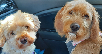 deborah pet sitter à SAVIGNY SUR ORGE 91600_1