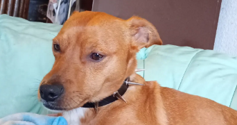 louison pet sitter à DARDILLY 69570_3