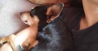 ingrid pet sitter à PARIS 11 75011_1