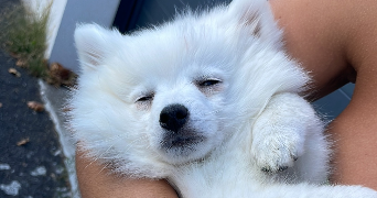 lola pet sitter à PARIS 15 75015_1