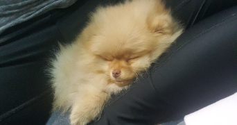 marie theresia pet sitter à STRASBOURG 67000_8