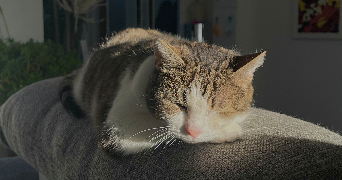 julie pet sitter à VANDOEUVRE LES NANCY 54500_2