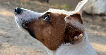 marion pet sitter à Nice 06000_5