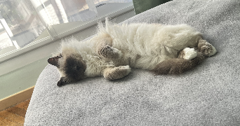 elisabeth pet sitter à MARSEILLE 04 13004_2