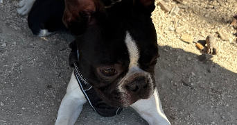 marie-lou dog sitter à MARSEILLE 09 13009_0