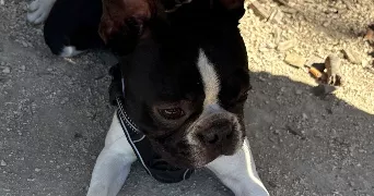 marie-lou dog sitter à MARSEILLE 09 13009