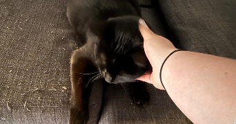 susan pet sitter à THIAIS 94320_3