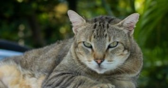 erika pet sitter à LA CIOTAT 13600_5