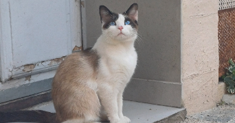 maïwen pet sitter à GARDANNE 13120_1