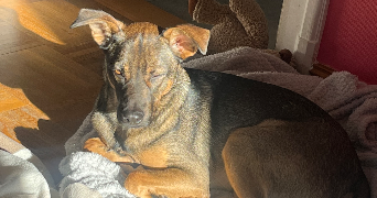 julie pet sitter à WEYERSHEIM 67720_3