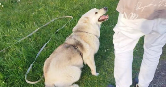 manon pet sitter à ROUBAIX 59100_2