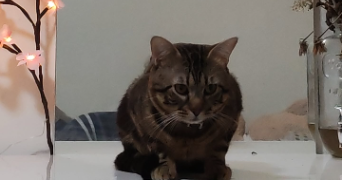 madison pet sitter à LE PERREUX SUR MARNE 94170_3