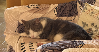 jade pet sitter à MARSEILLE 09 13009_2