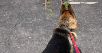 elisa pet sitter à ST ETIENNE 42000_0