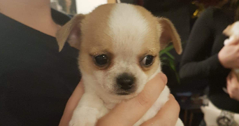 sabrina pet sitter à Morsang sur Orge 91390_3