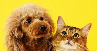 alice pet sitter à Colmar 68000