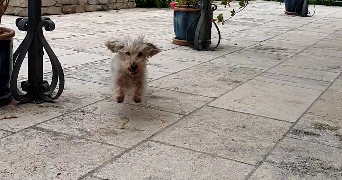 anna pet sitter à PARIS 04 75004_6