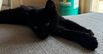 nina pet sitter à PARIS 18 75018_2
