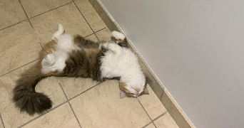 marine pet sitter à RENNES 35000_3