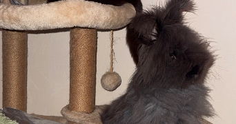 flavie pet sitter à SOLUTRE POUILLY 71960_6