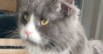 delphina pet sitter à FONTENAY ST PERE 78440_5
