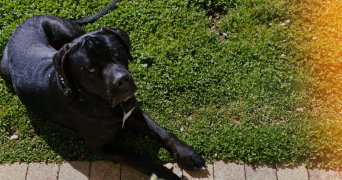 charlotte pet sitter à GRENOBLE 38100_5