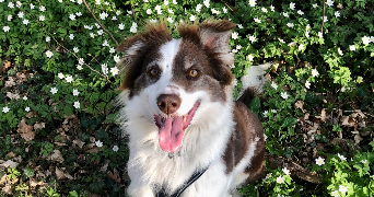 camille pet sitter à CHAMBERY 73000_3