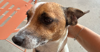 séléna pet sitter à PERPIGNAN 66000_1