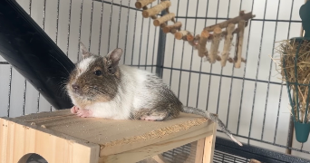 léa pet sitter à DREUX 28100_2