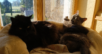 adélaïde pet sitter à MOUTIER D AHUN 23150_0