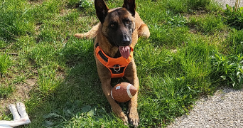 cassandra pet sitter à BAZICOURT 60700_8