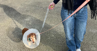 louna pet sitter à TALENCE 33400_2