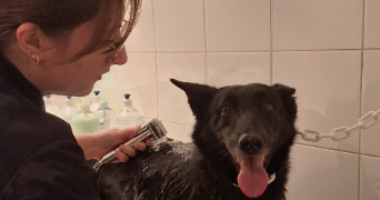 elina pet sitter à LE BOUPERE 85510_2