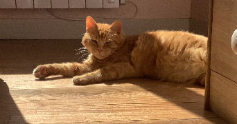 lisa pet sitter à LANDIVISIAU 29400_2