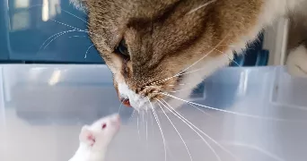 salomé pet sitter à ALFORTVILLE 94140