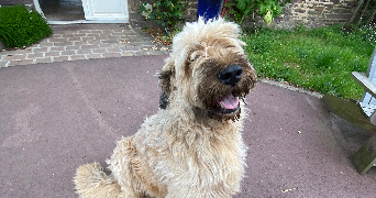 vicky pet sitter à TREFFENDEL 35380_3