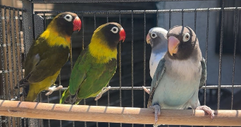 omaya pet sitter à CHELLES 77500_1