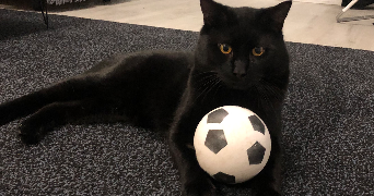 maxime pet sitter à ISSY LES MOULINEAUX 92130_1