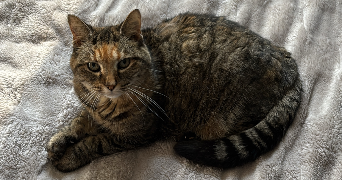 tigane pet sitter à MAZEROLLES 16310_6