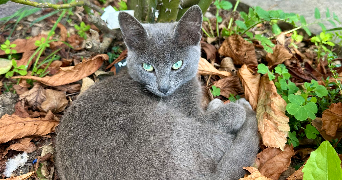 lylou pet sitter à Chartres-de-Bretagne 35131_4