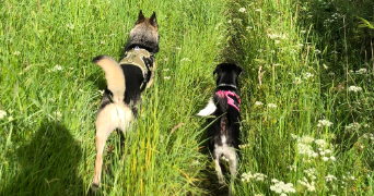 mathilde pet sitter à ST ETIENNE 42000_2